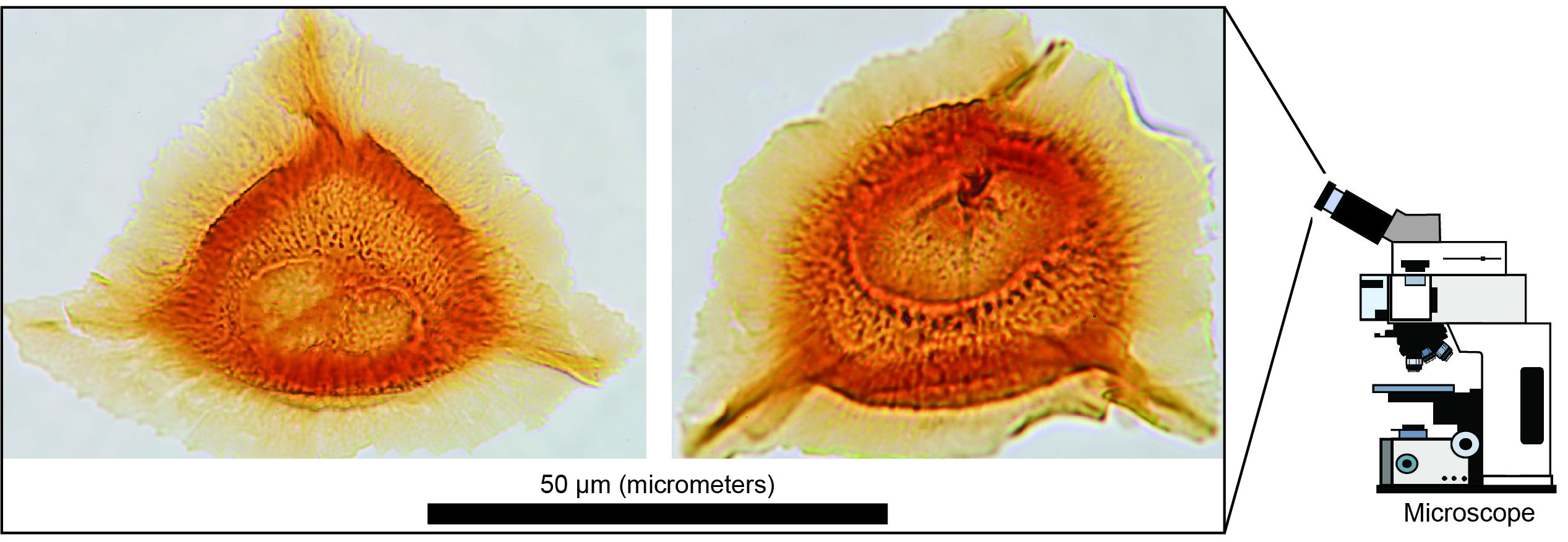 Cirratriradites